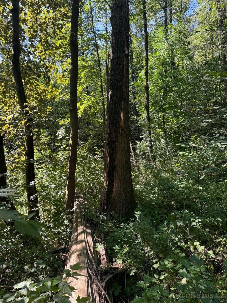 Prodej pozemek pro bydlení - Šenov u Ostravy, 739 34