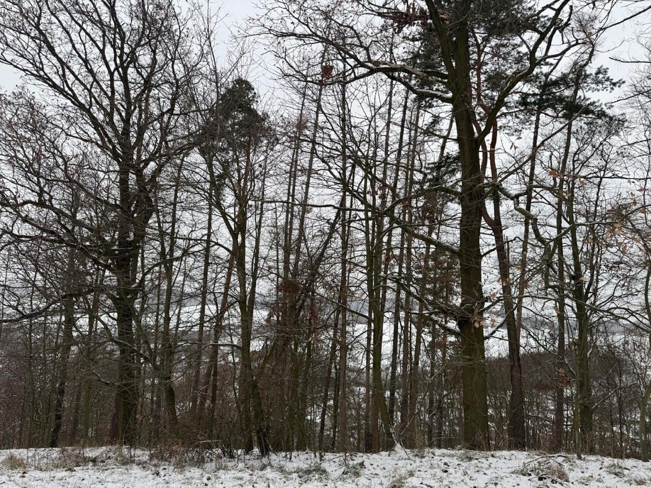 Les, 4 749 m²