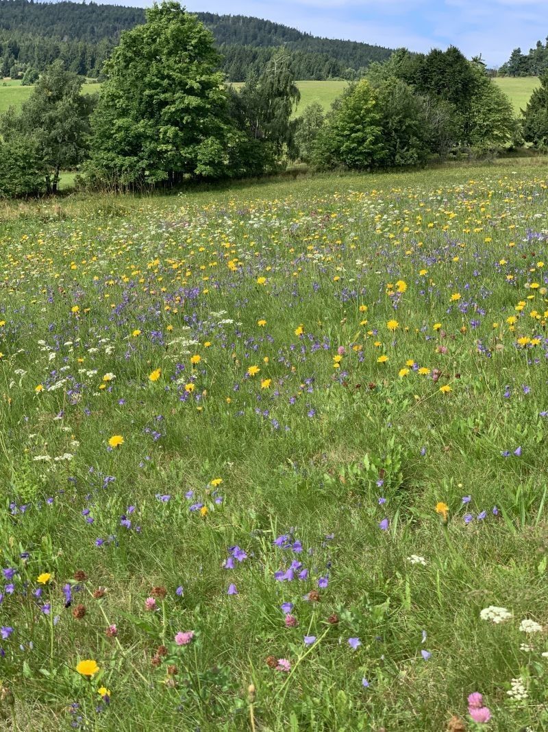 Prodej louka - Stachy, 15 m²