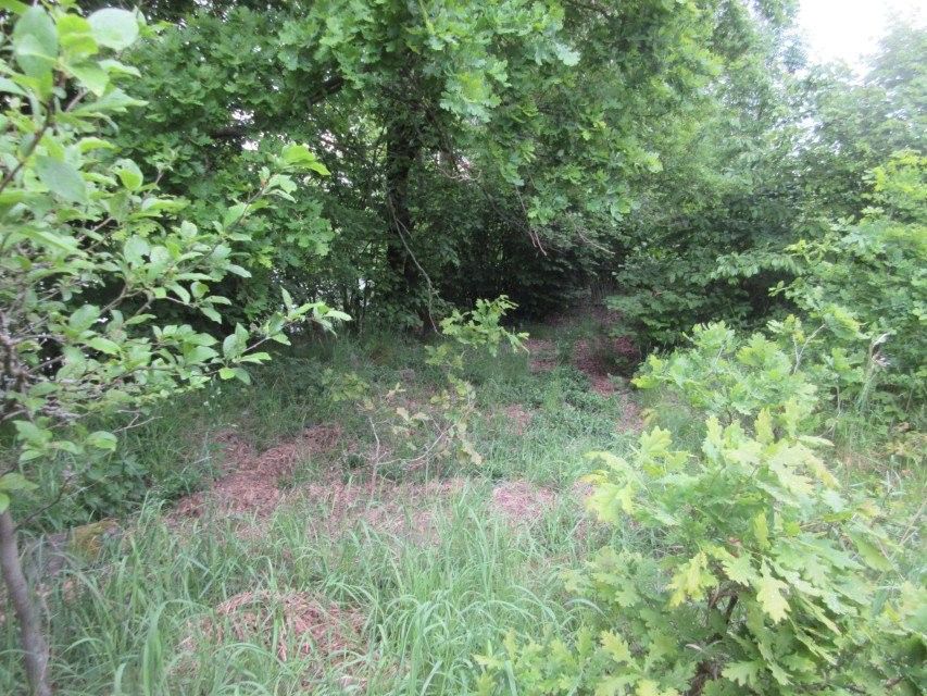 Prodej zemědělský pozemek - Čížová Bošovice - 5