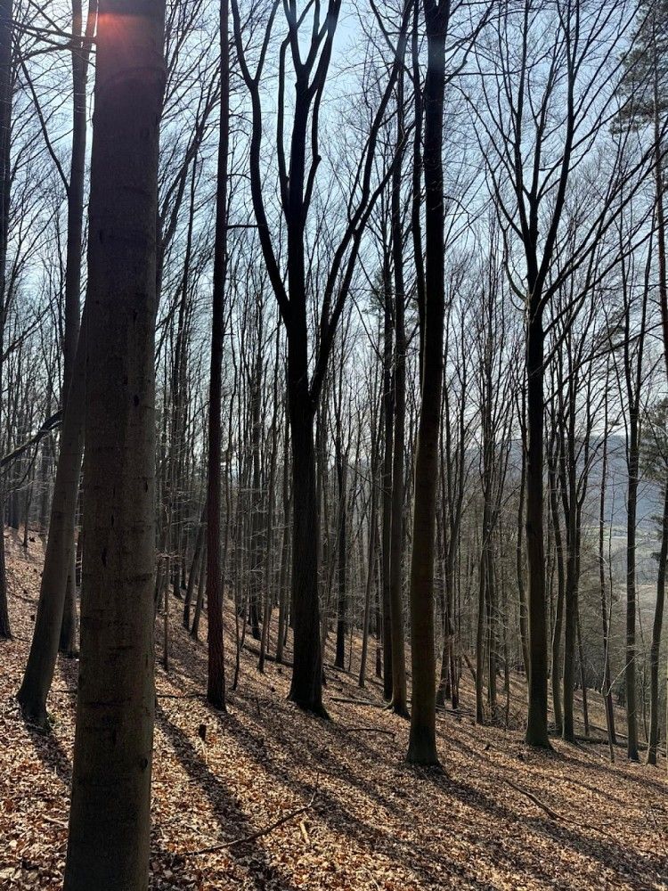 Lesy, Bohutín - Bučovice, okres Šumperk, Olomoucký kraj - 2