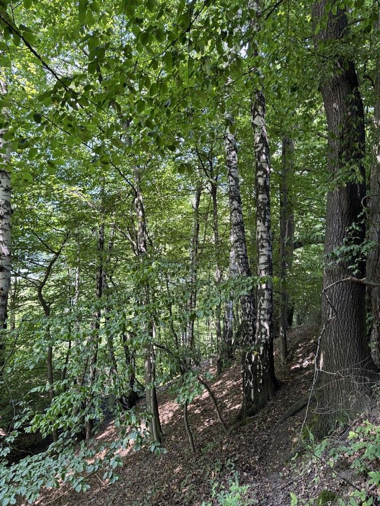 Les · Horní Bříza, okres Plzeň-sever - 3