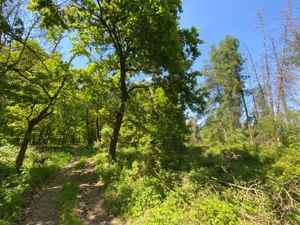 Lesy, Kropáčova Vrutice