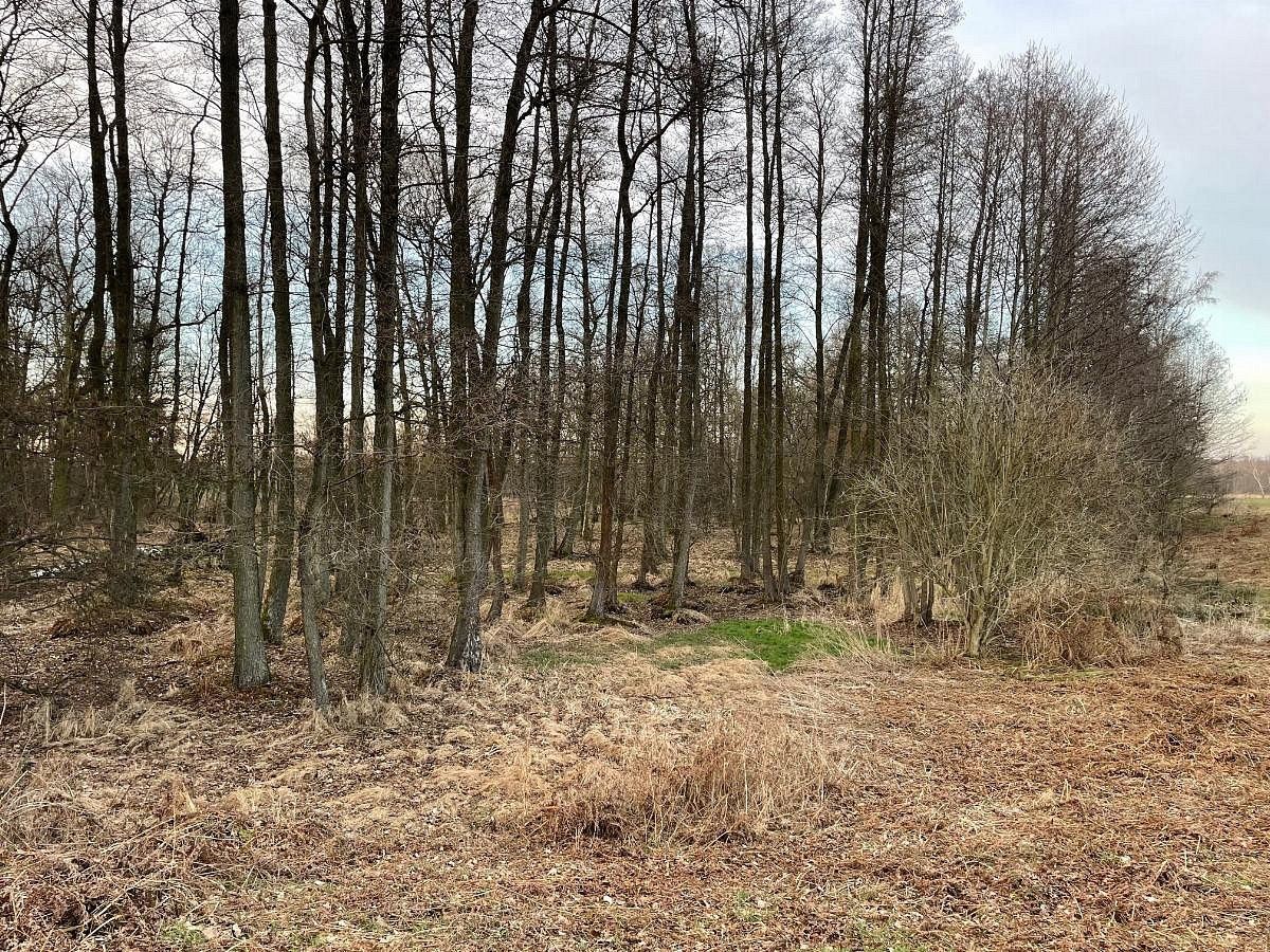 Pozemek · Černá u Bohdanče, okres Pardubice, Pardubický kraj - 3