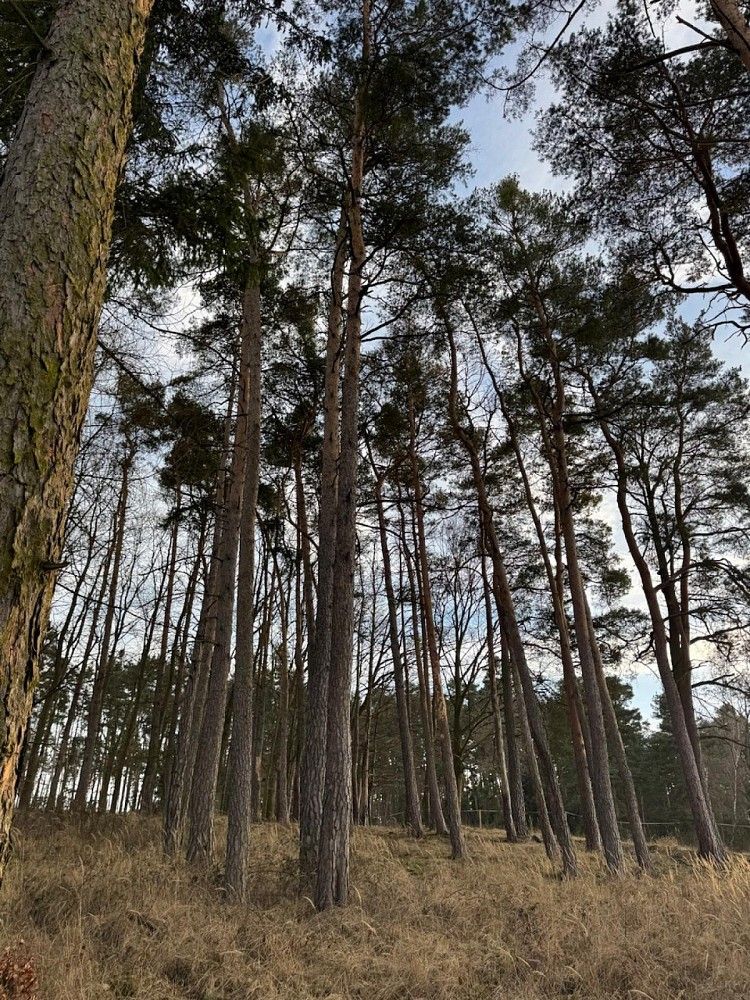Lesy, Dolany, okres Klatovy, Plzeňský kraj - 1