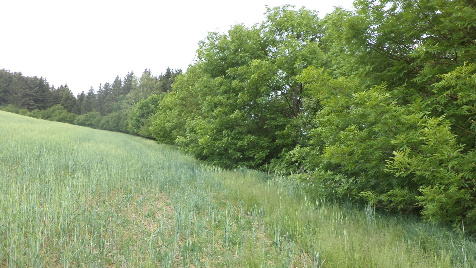 Pozemek pro bydlení, 1 135 m²