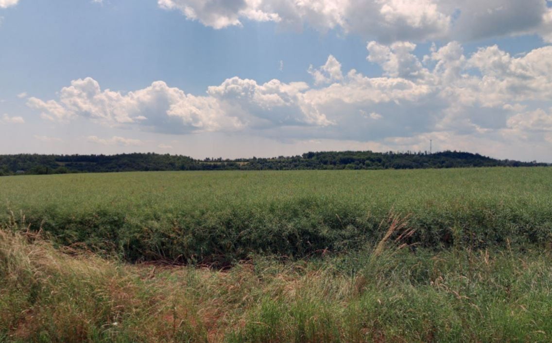 Prodej zemědělský pozemek - Hluboké Mašůvky, 9 239 m²