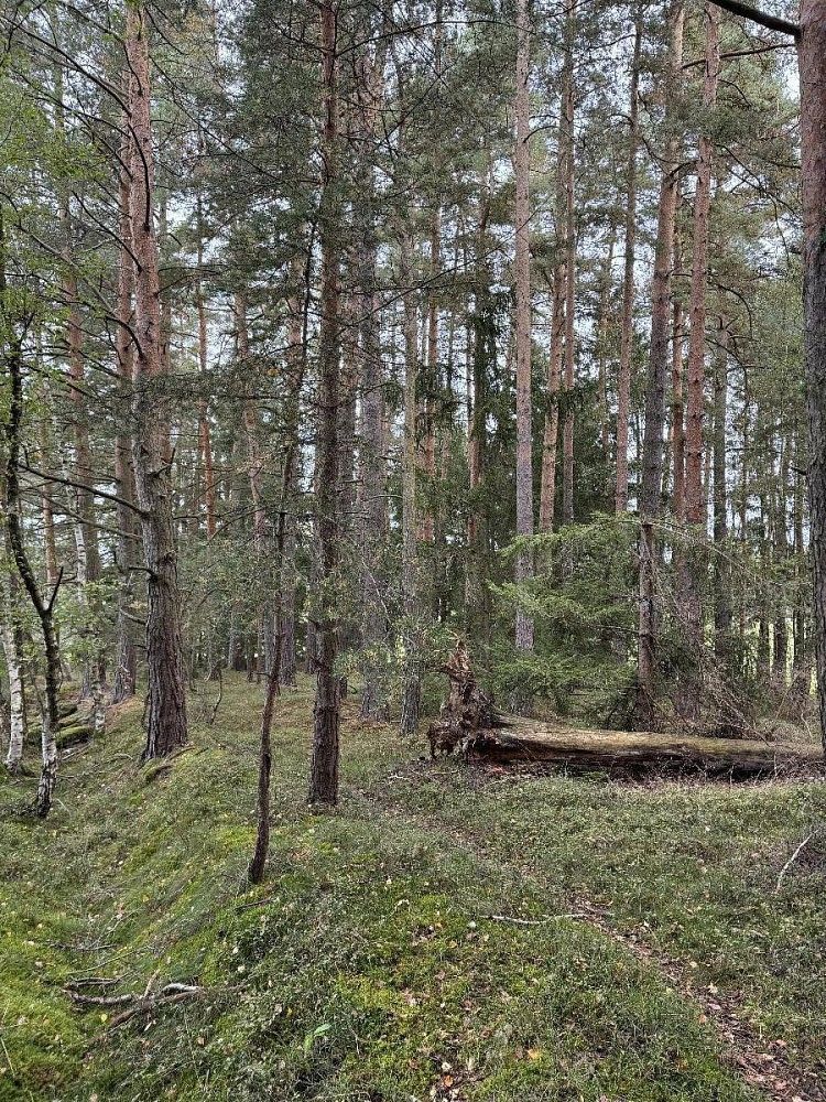 Rybníky, Čížkrajice - Nemojany, okres České Budějovice, Jihočeský kraj - 1