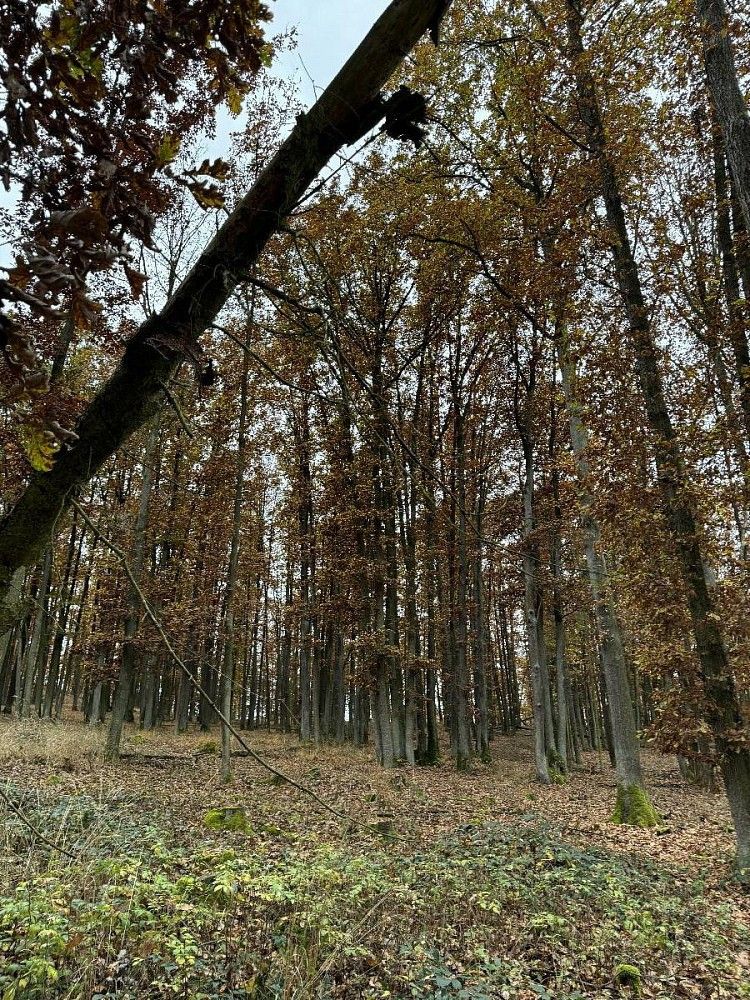 Pozemek · Dolní Lukavice - Nýřany - 4
