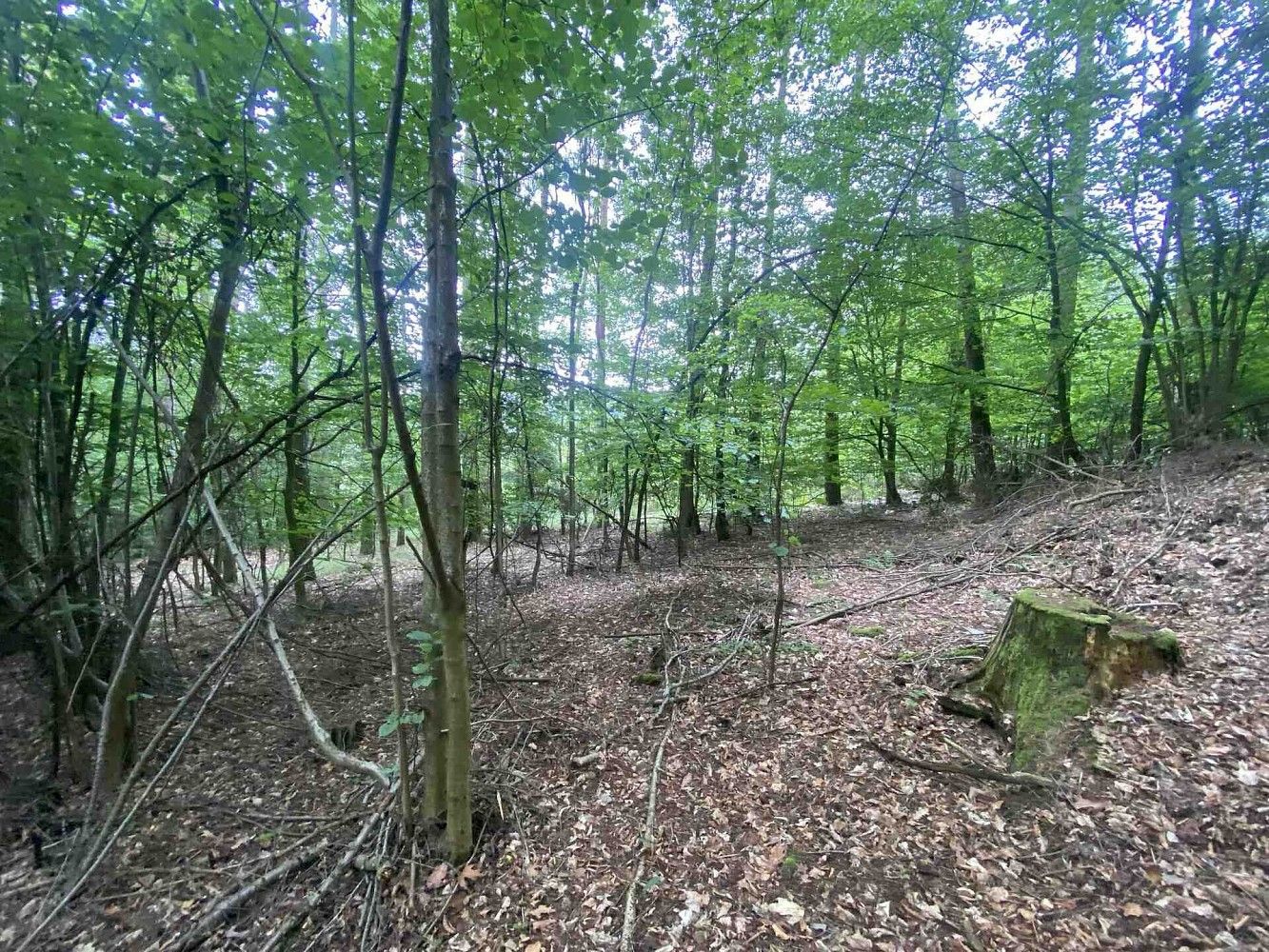 Les · Popovice, okres Benešov, Středočeský kraj - 4