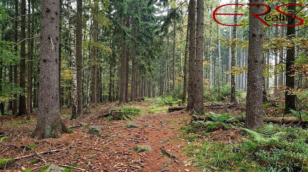 Prodej les - Merboltice - 1