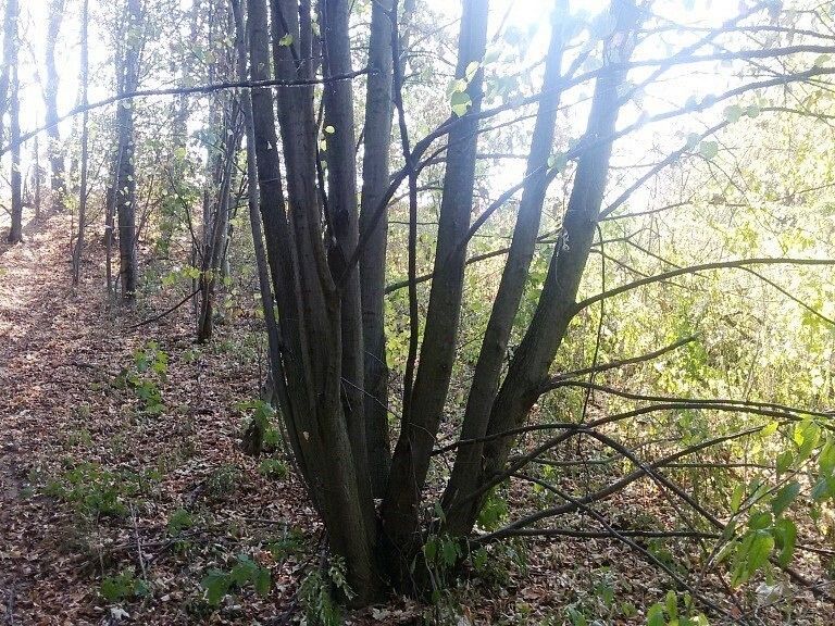 Louka · Ostrava, okres Ostrava-město, Moravskoslezský kraj - 3