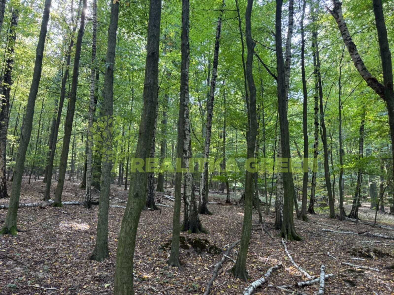 Les · 6 667 m² · Lechotice - 4