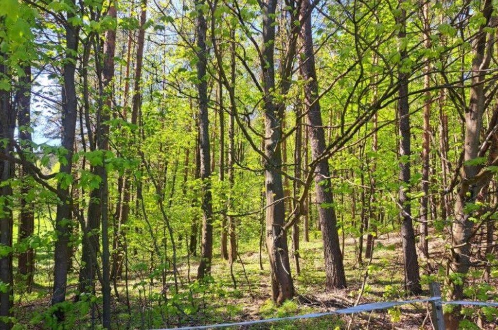 Prodej pozemek pro bydlení - Křižany, 463 53