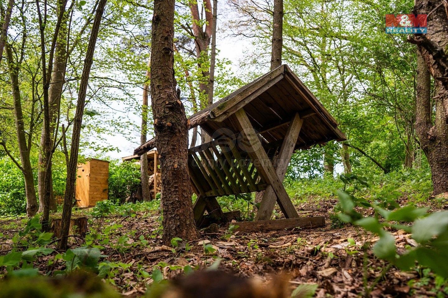 Les · Borohrádek, okres Rychnov nad Kněžnou - 4
