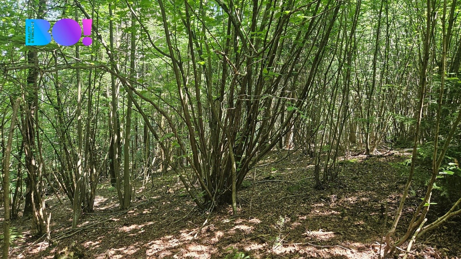 Lesy, Valašská Polanka, 14 596 m² - 2