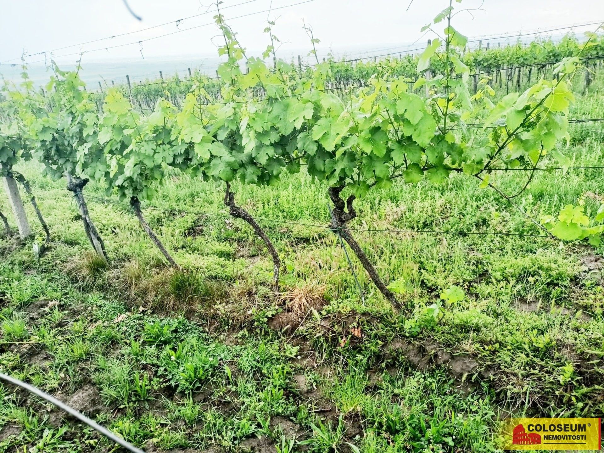 Zemědělské pozemky, Němčičky