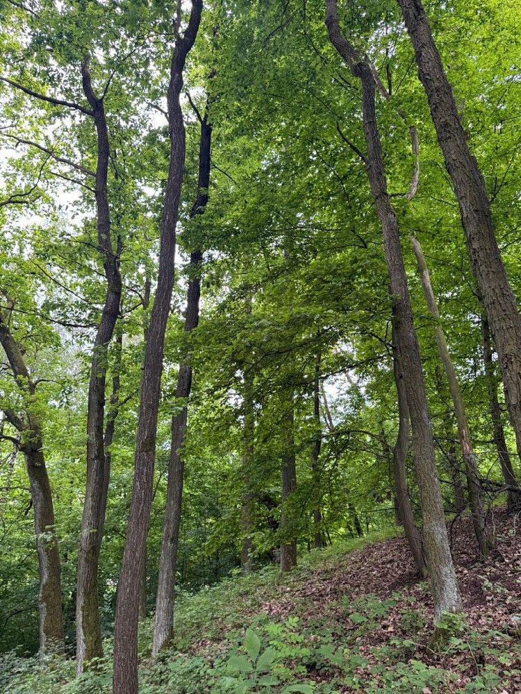 Prodej les - Kuks - Dobříč, okres Trutnov, Královéhradecký kraj - 2