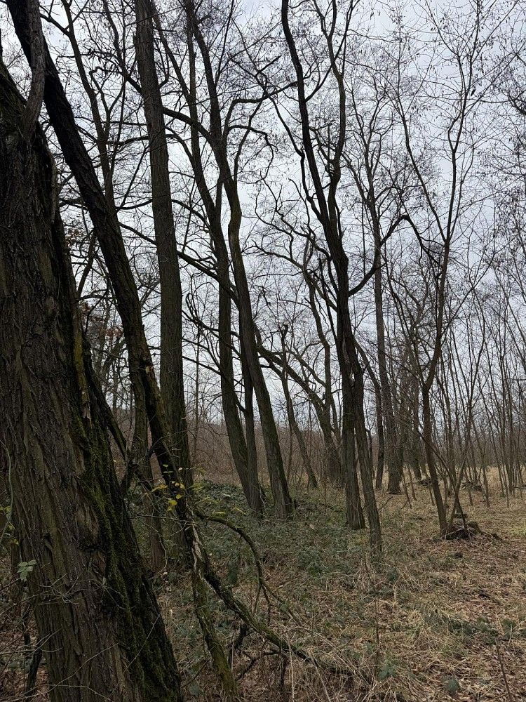 Prodej les - Lesonice - Horní Bříza - 5