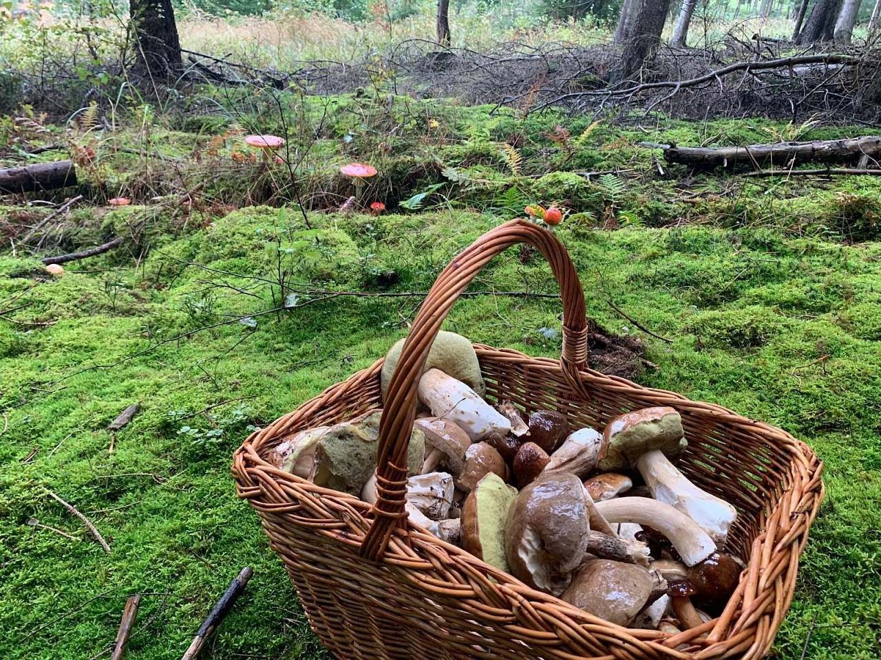 Chaty, Čenkovice, Pardubický kraj - 2
