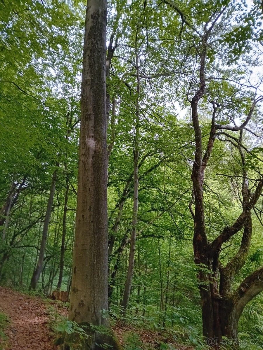 Nemovitost · Šumperk, 787 01 - 3