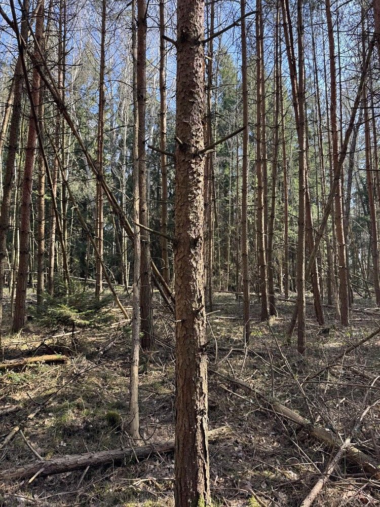Les · Vlastiboř - Nýřany, okres Tábor, Jihočeský kraj - 4