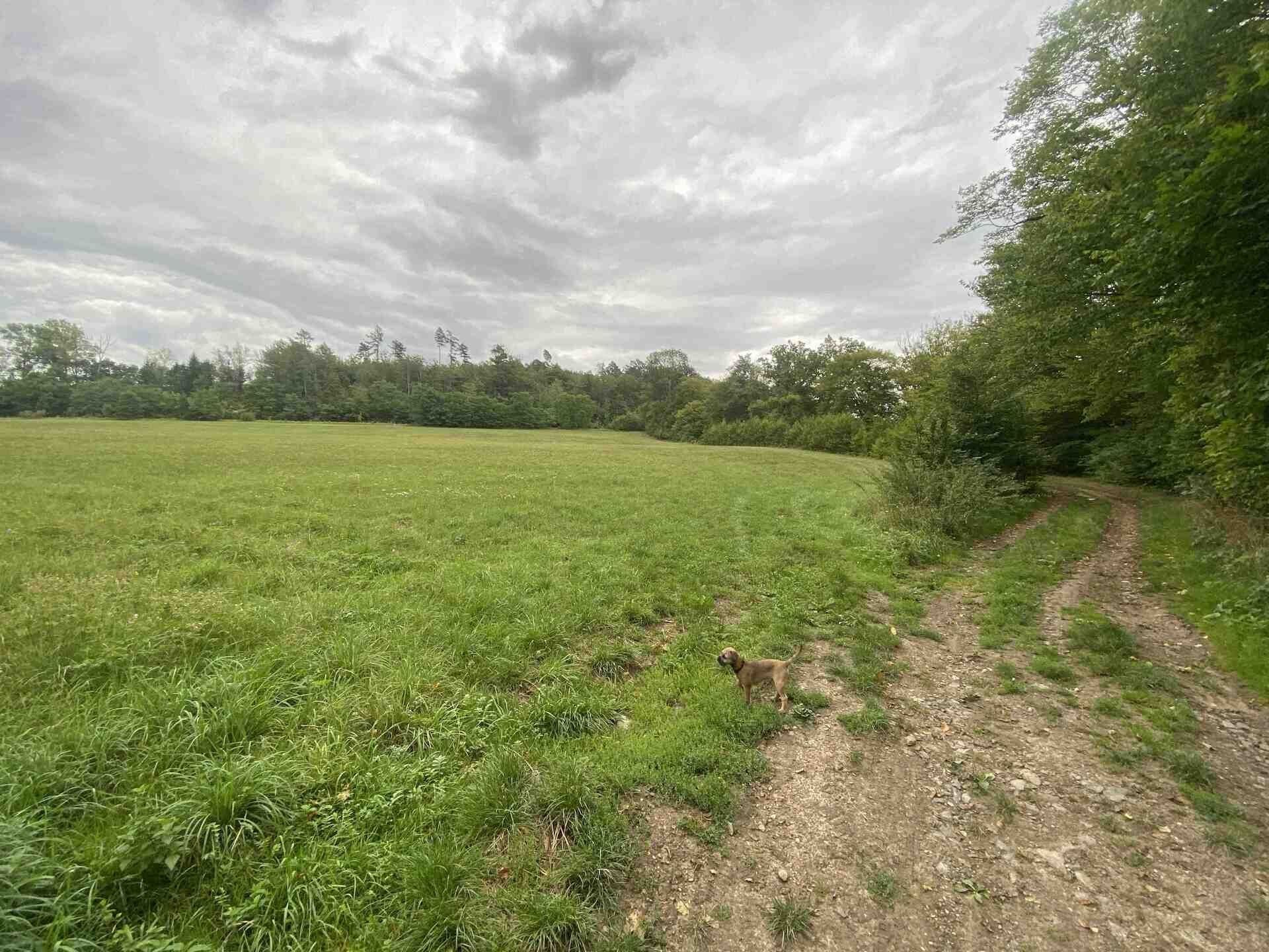 Zemědělský pozemek · 950 m² · Potštejn - 4