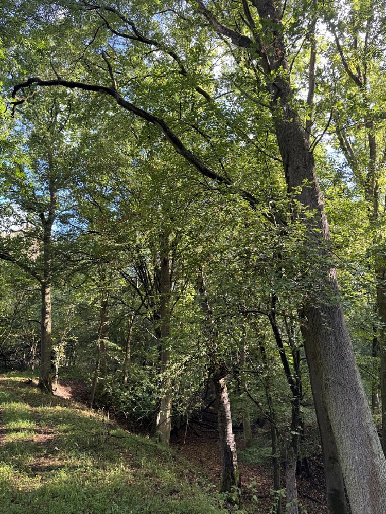 Les · Chorušice - 1