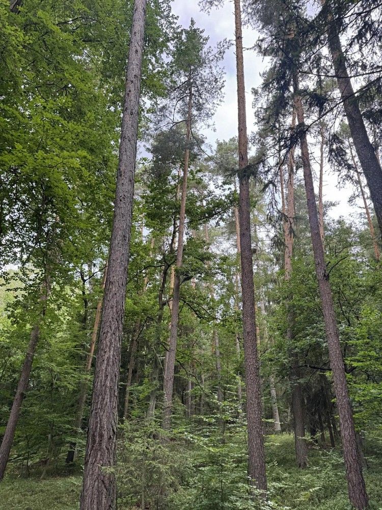 Prodej les - Dobříč - Čivice, okres Plzeň-sever, Plzeňský kraj - 5