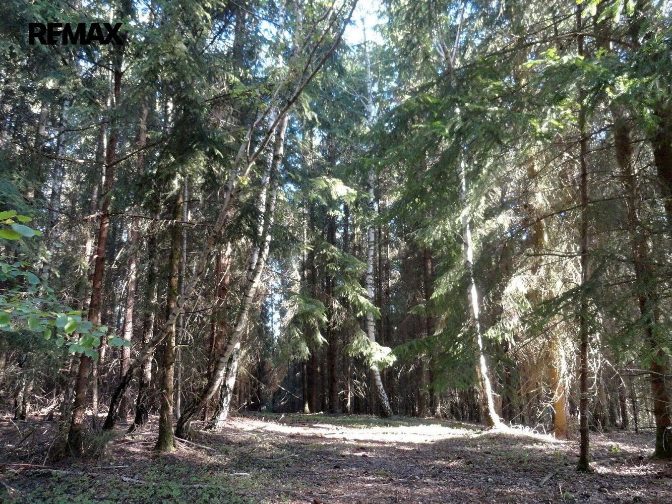 Prodej les - Hlavňovice, okres Klatovy, Plzeňský kraj - 5