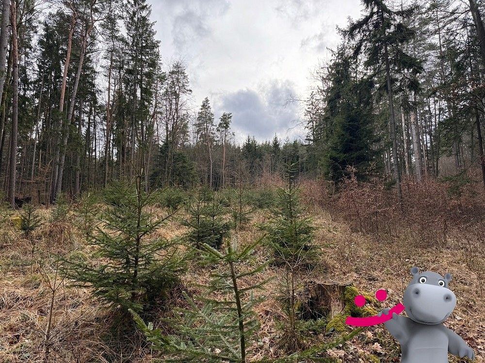 Lesy, Vlachovice - Vrbětice, okres Zlín, Zlínský kraj - 2