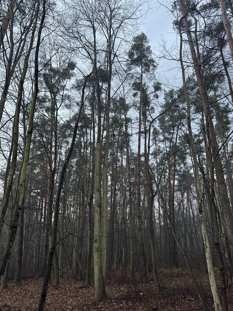 Prodej les - Přelouč - Dolní Bělá, okres Pardubice, Pardubický kraj - 5