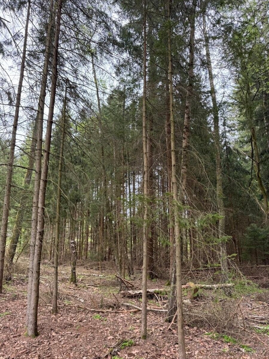 Prodej pozemek pro bydlení - Nová Včelnice, 378 42