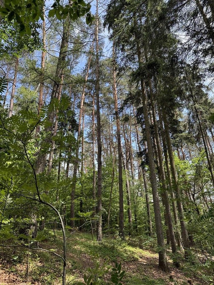 Lesy, Úpice - Druztová, okres Trutnov, Královéhradecký kraj - 2