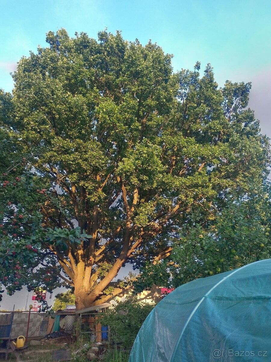 Zahrady, Plzeň, 312 00