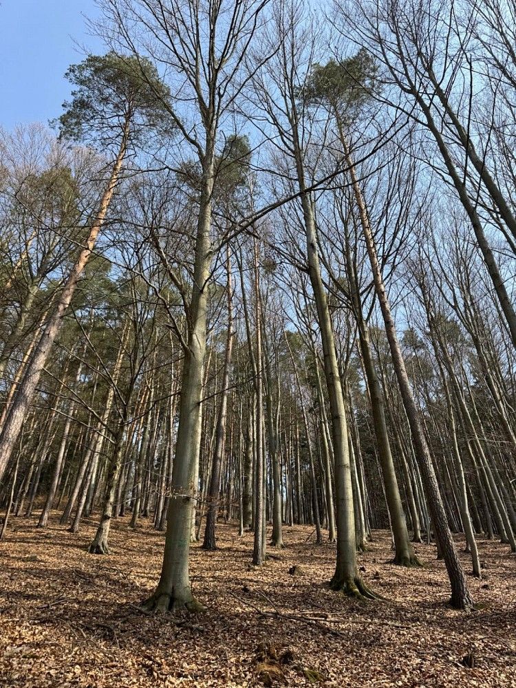 Lesy, Bohutín - Bučovice, okres Šumperk, Olomoucký kraj - 1
