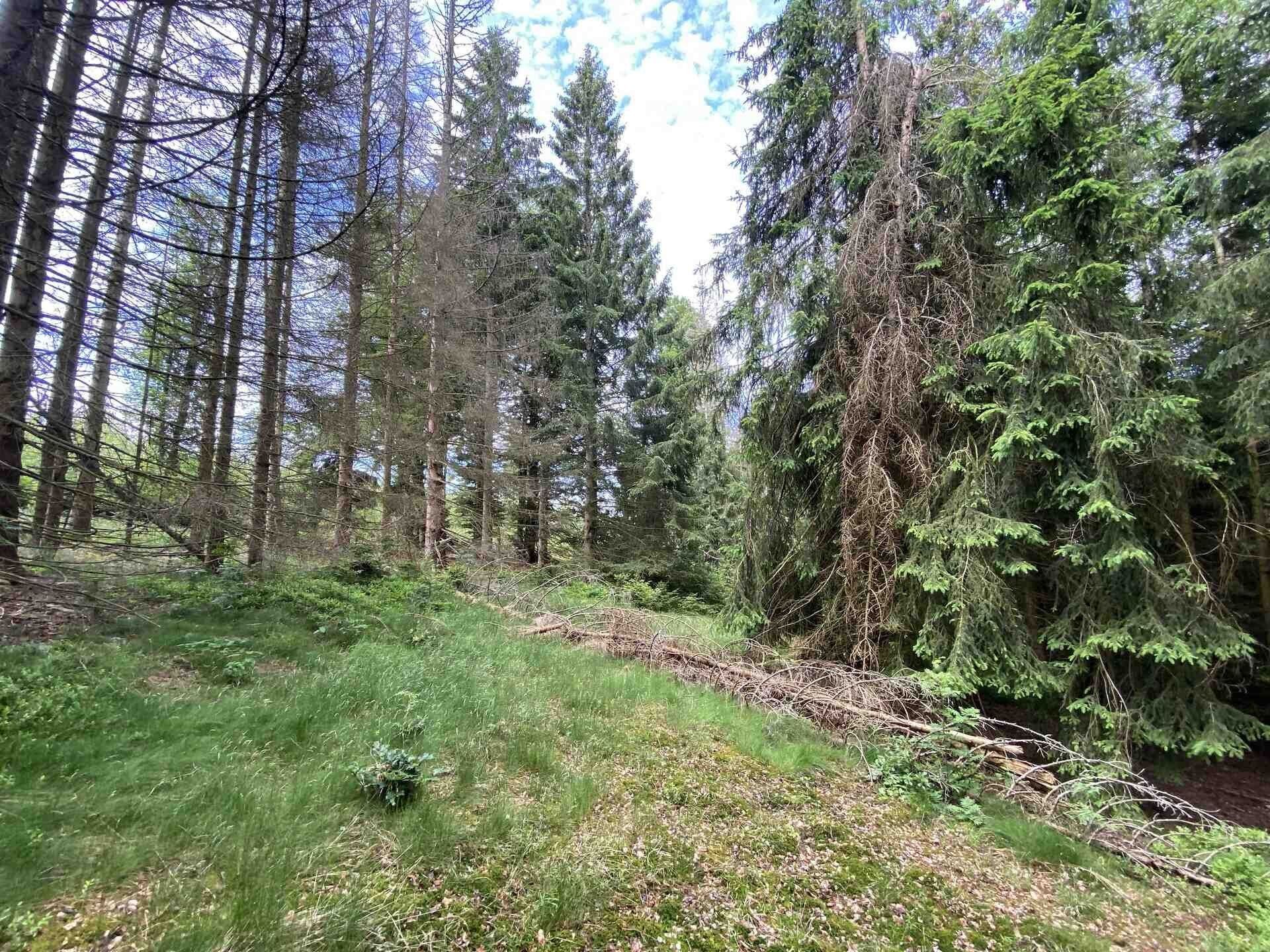 Prodej pozemek - Železná Ruda, 3 072 m² - 1
