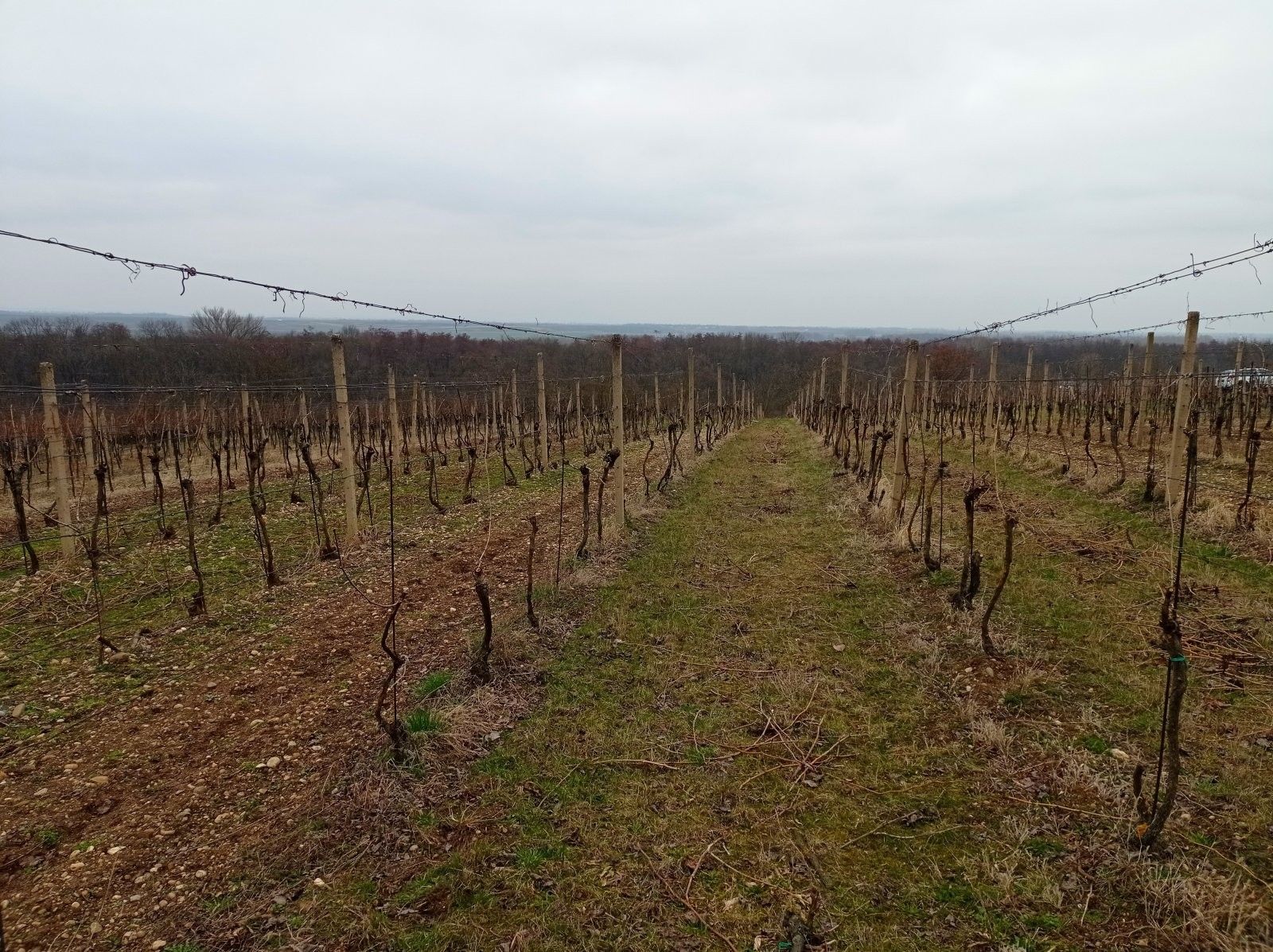 Prodej pozemek - Brod nad Dyjí, 1 m²