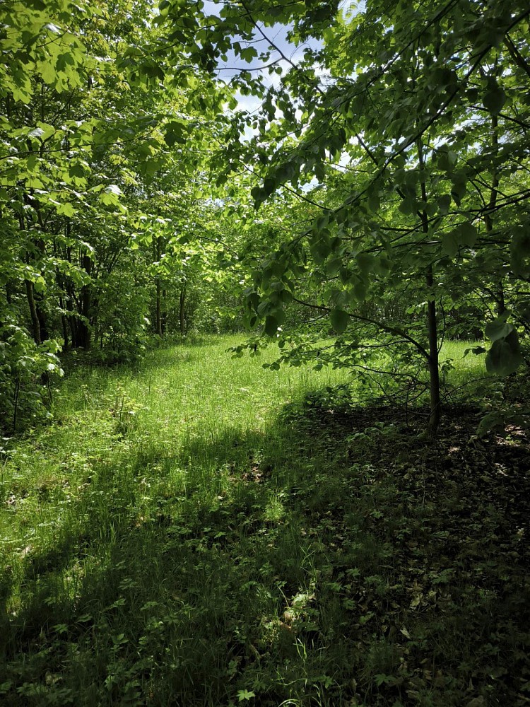 Les · Nový Hrozenkov - Velešovice - 3