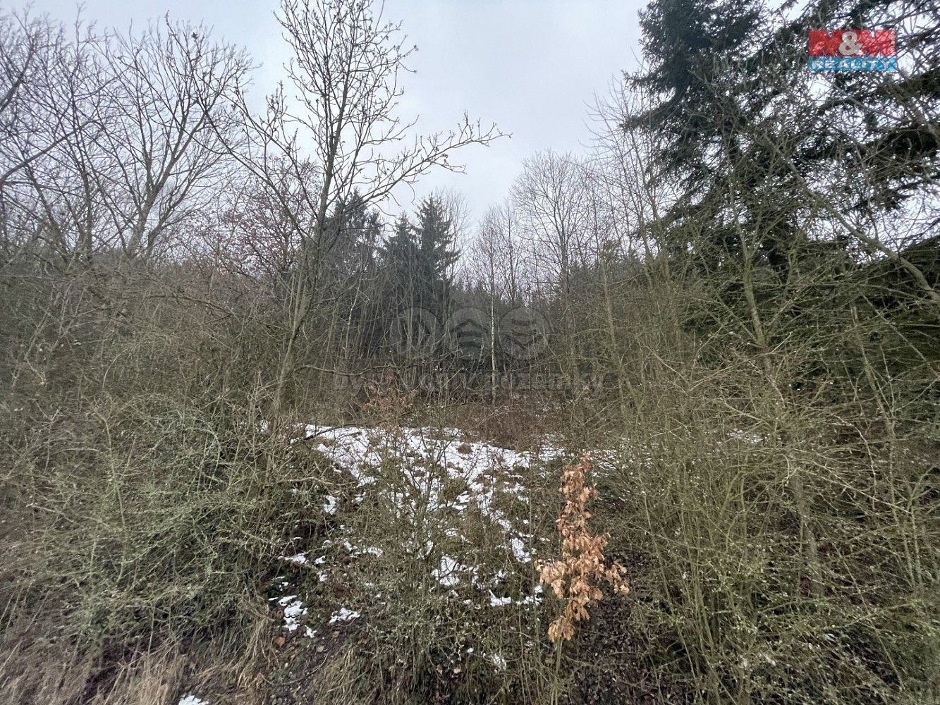 Les · Řetová, okres Ústí nad Orlicí, Pardubický kraj - 4
