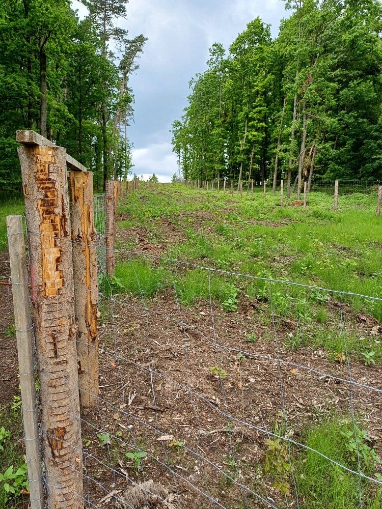 Les · Hrazany - Klisinec, okres Písek, Jihočeský kraj - 3